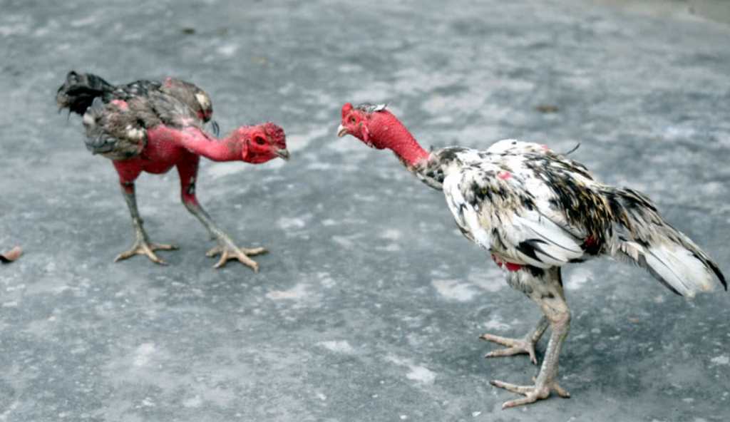 Cách gieo vần với gà chọi tơ chuẩn để nâng cao sức chiến đấu của gà chọi