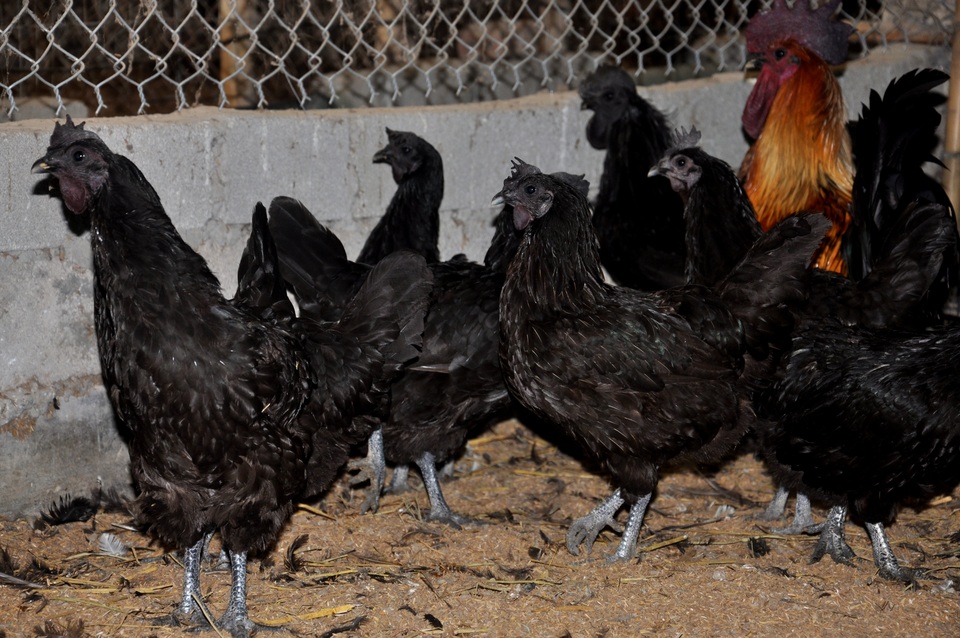 Trang trại gà của người H'Mông cháy hàng ngày cận Tết | Tạp chí Dân trí