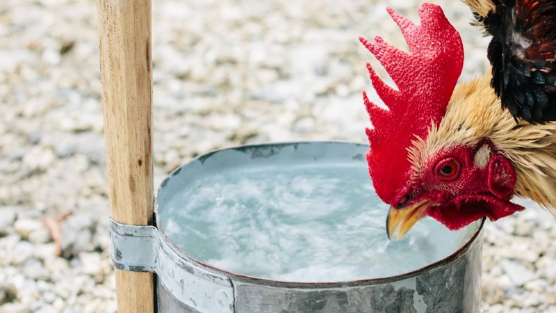 Uống nước đường có tác dụng gì đối với gà chọi?