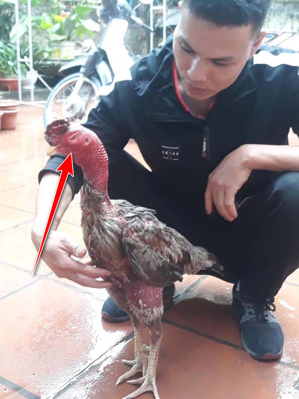 Làm thế nào để chữa trị một con gà bị mù?