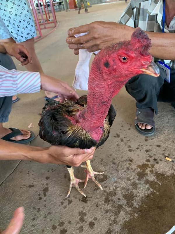 Làm thế nào để chữa trị một con gà bị mù?