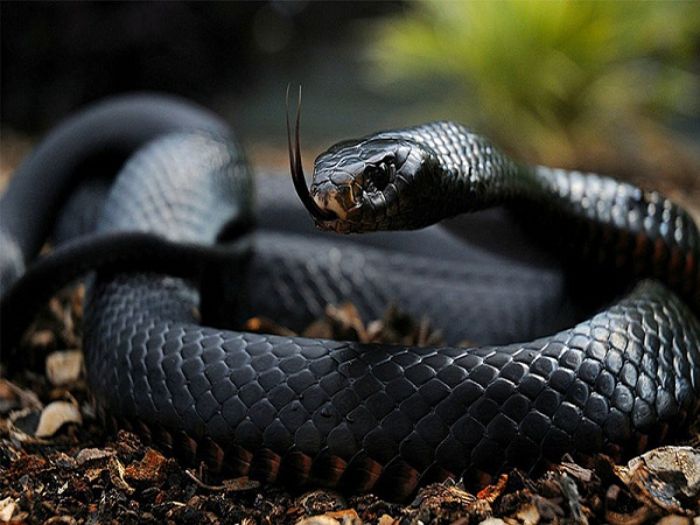 Nếu bạn mơ thấy rắn đen thì nên đặt cược vào con số nào và đó là điềm tốt hay xấu?