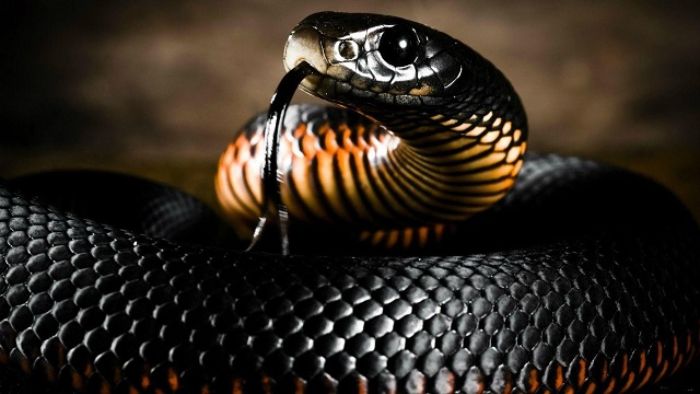 Nếu bạn mơ thấy rắn đen thì nên đặt cược vào con số nào và đó là điềm tốt hay xấu?