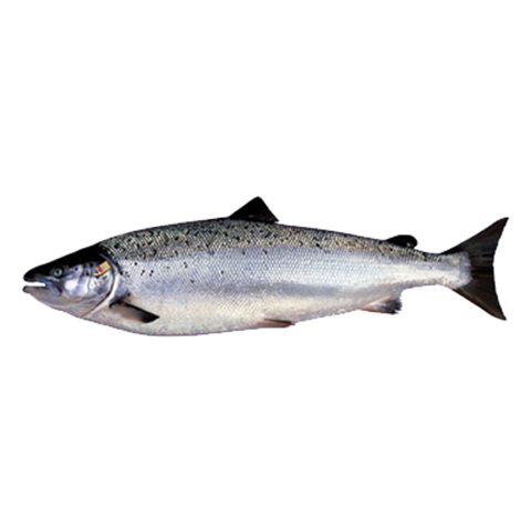 Cá Hồi Nauy Tươi Nguyên Con (Salmon) I Size 5-6Kg Yen Market