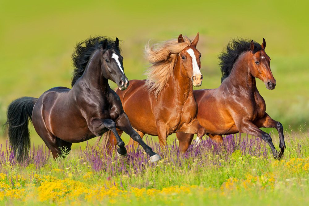 Nằm mơ thấy ngựa, mơ cưỡi ngựa đánh lô đề con gì?