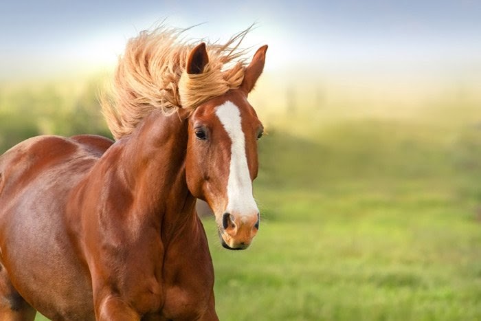 Bí mật của giấc mơ về ngựa và những con số may mắn