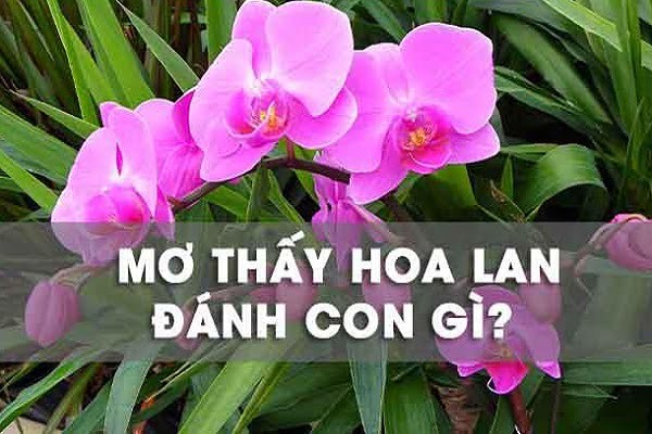 Có bao nhiêu cây lan? Nằm mơ thấy ăn trộm chậu lan là điềm báo gì?